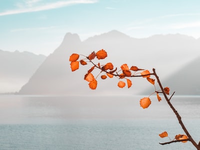 在白天靠近水体和山脉的橙色叶子